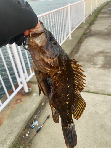 ベッコウゾイの釣果