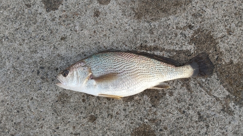 イシモチの釣果