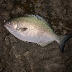 イスズミの釣果