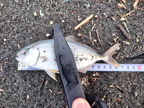 ショゴの釣果