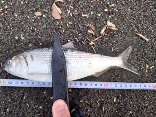 コノシロの釣果