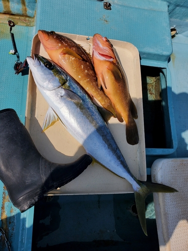 アコウの釣果