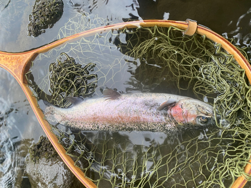 ニジマスの釣果