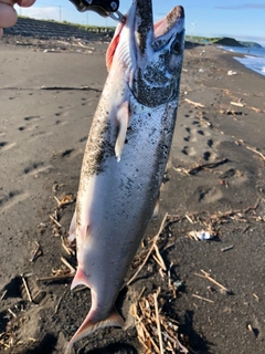 サクラマスの釣果