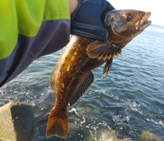 アイナメの釣果