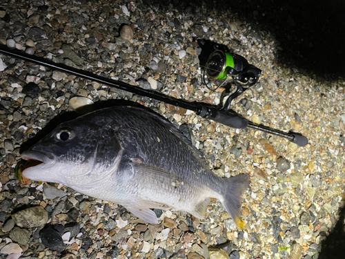 キビレの釣果