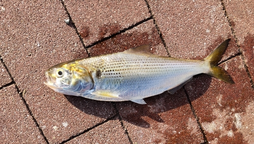 コノシロの釣果