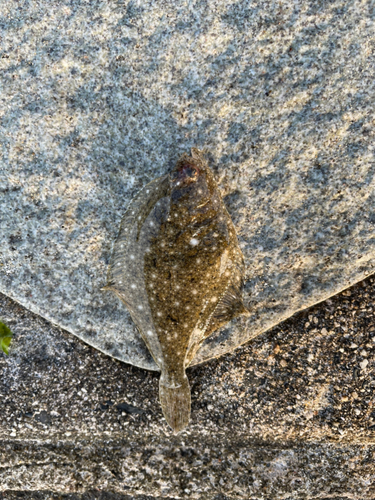 ソゲの釣果