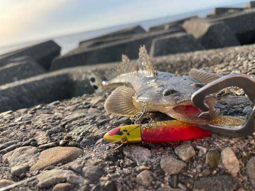 マゴチの釣果