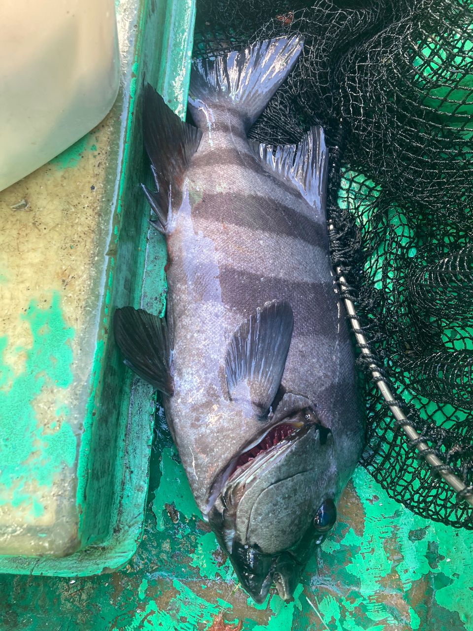 ワタル 湾フグ会さんの釣果 1枚目の画像
