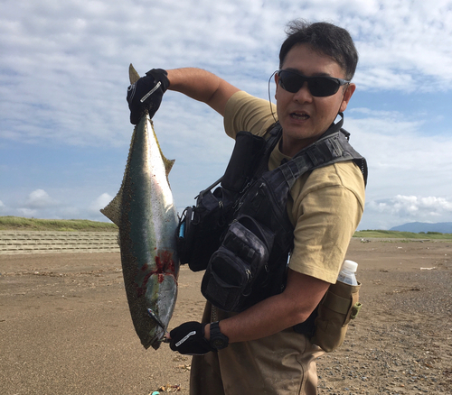 ブリの釣果