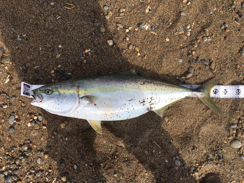 ブリの釣果