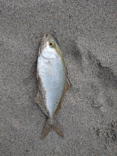 ショゴの釣果