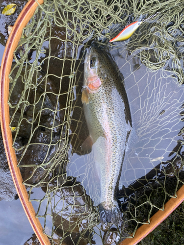 ニジマスの釣果