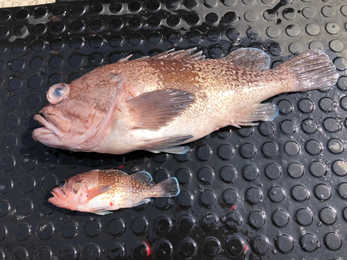 マゾイの釣果