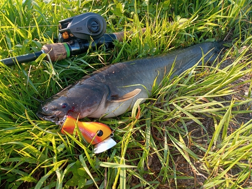 ナマズの釣果