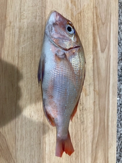 タイの釣果