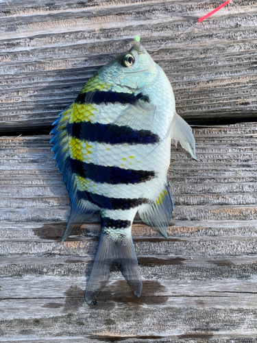 オヤビッチャの釣果