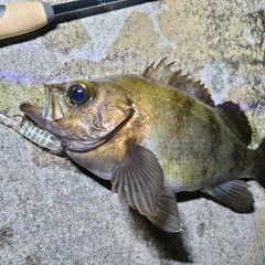 シロメバルの釣果