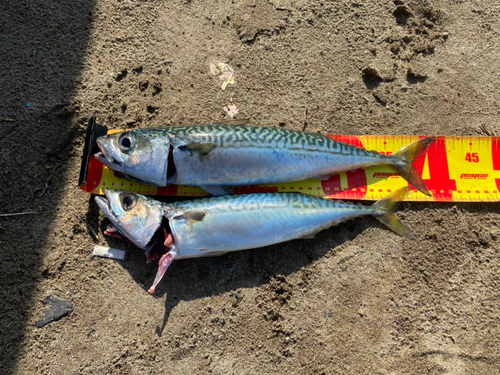 サバの釣果