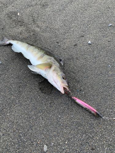 ホッケの釣果