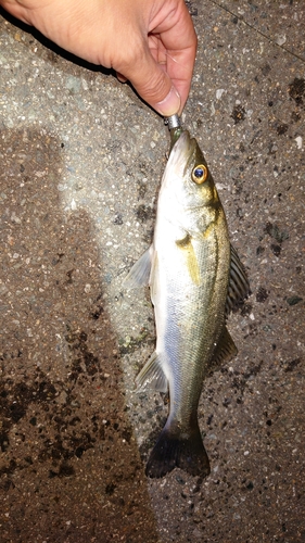 コチの釣果