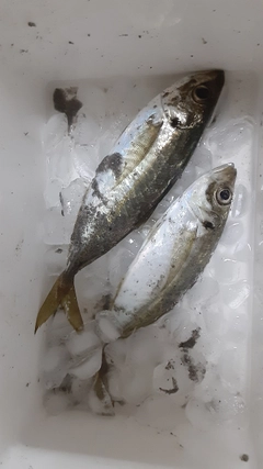 アジの釣果