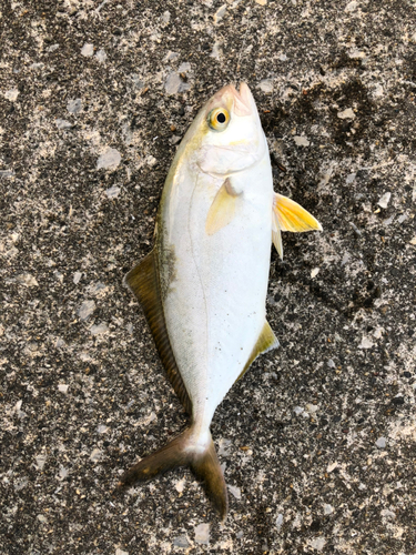 ショゴの釣果