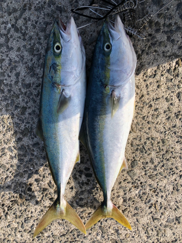 ハマチの釣果