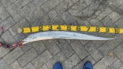 タチウオの釣果