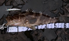 クエの釣果