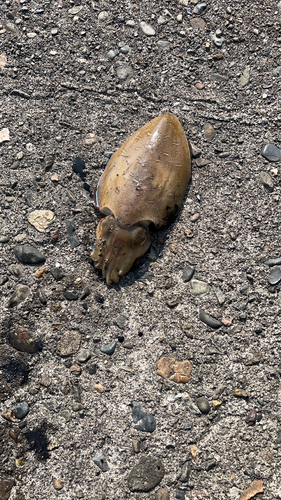 カミナリイカの釣果