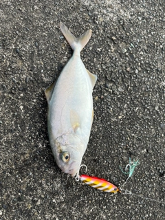 ショゴの釣果