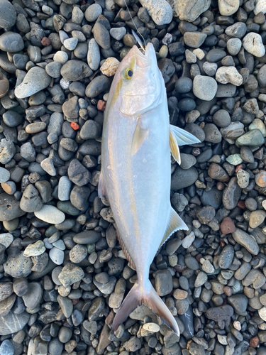 カンパチの釣果