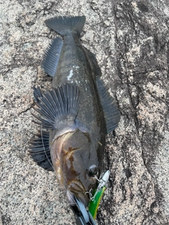 アイナメの釣果