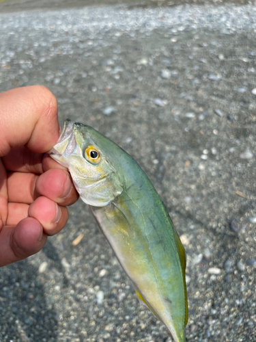 ワカシの釣果