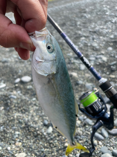 ワカシの釣果