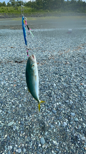 ワカシの釣果