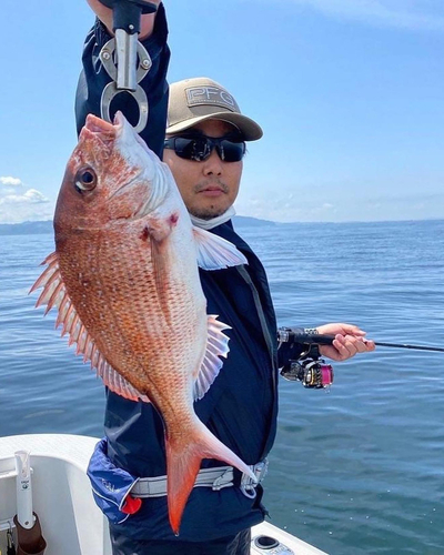 マダイの釣果