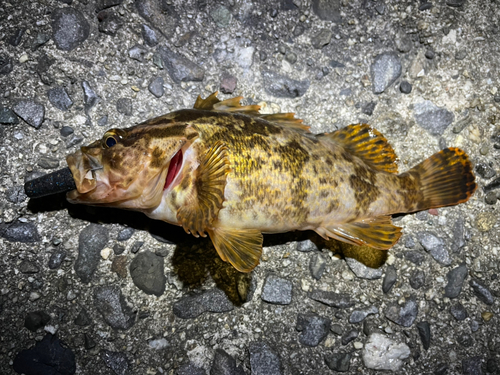 タケノコメバルの釣果