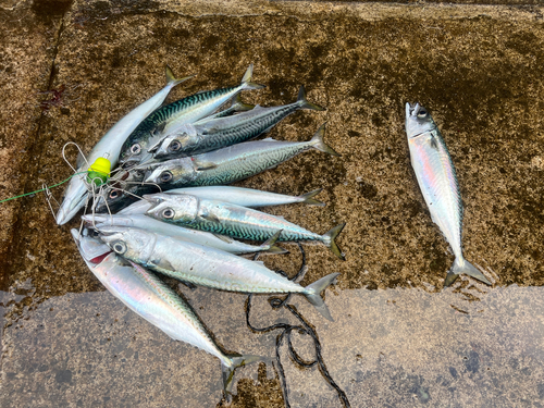 サバの釣果