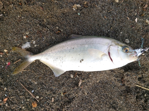 ショゴの釣果