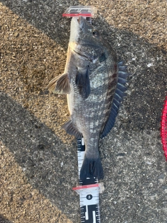 クロダイの釣果