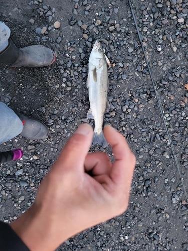 マルスズキの釣果