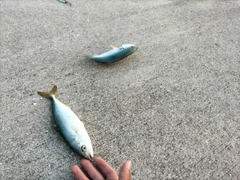 ハマチの釣果