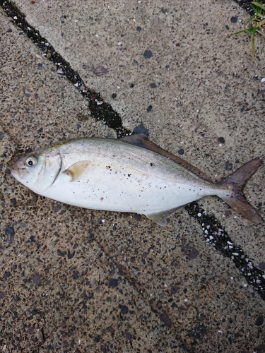 ショゴの釣果