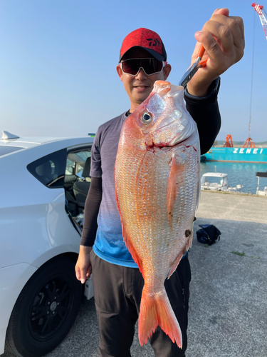 マダイの釣果