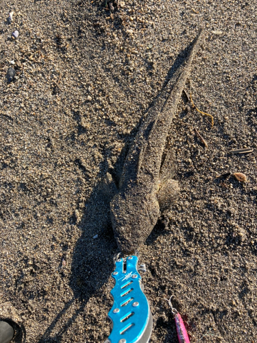 マゴチの釣果