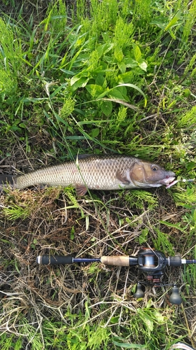 ニゴイの釣果