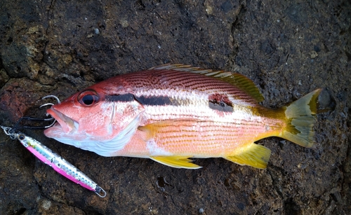 ヨコスジフエダイの釣果